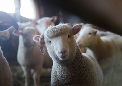 Rural “on-the-farm” businesses