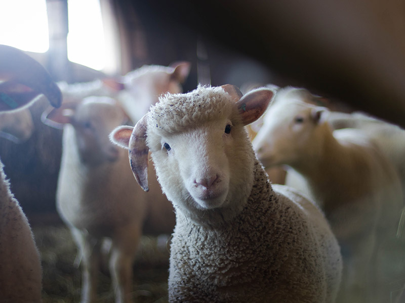 Rural “on-the-farm” businesses